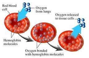 hemoglobin-oxygen