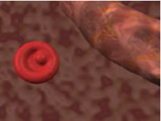 red-blood-cell