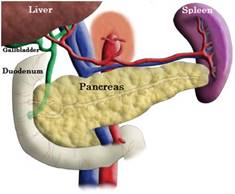 pancreatic-health
