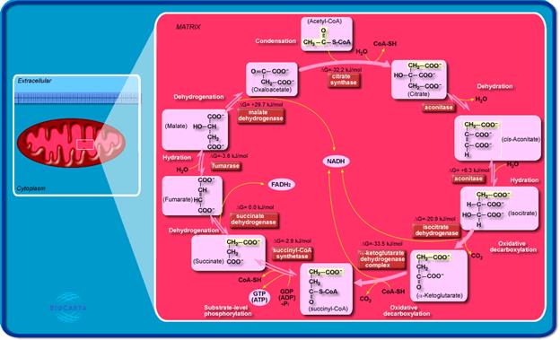 curing-cancer-krebs-cycle