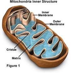 mitochondria-inside