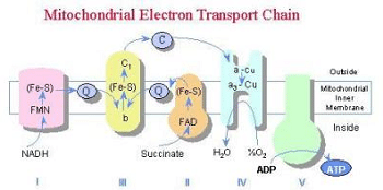 mitochondrial-electron-transport-chain
