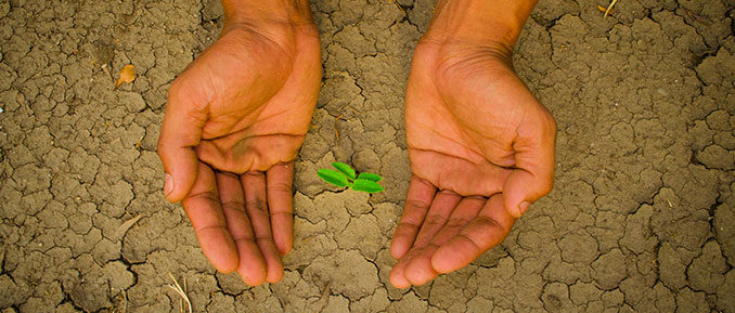 drought-epigenetics-678x289