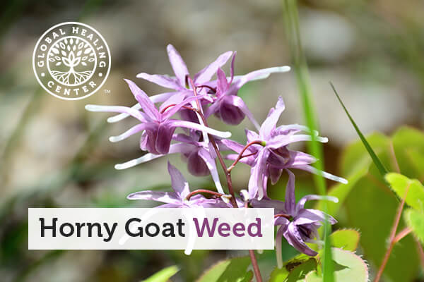 horny-goat-weed