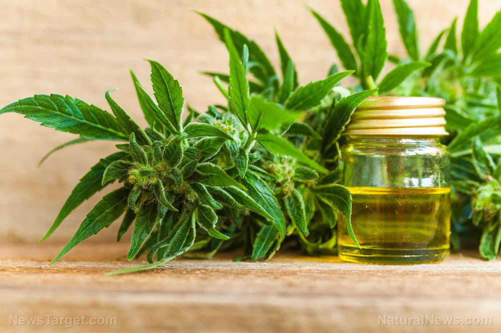 Cbd-Oil-Cannabis-Cannabidiol-Hemp-Medical-Marijuana