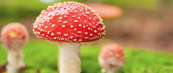 mushrooms-HDAC-epigenetics-2-678x289