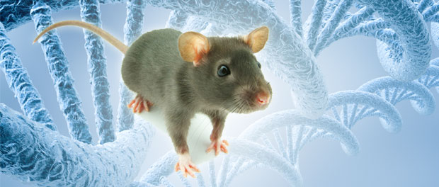 mouse-histone-modification-1