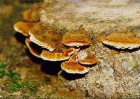 phellinus-linteus