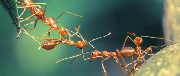 ants-dna-methylation-epigen