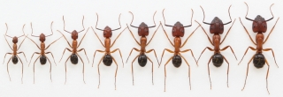 ants-dna-methylation-size