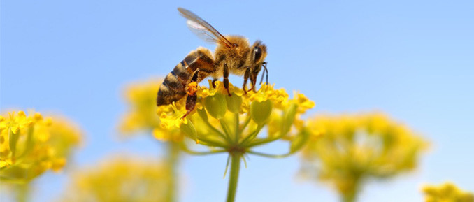 honeybee-epigenetics-678x289
