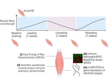 schematic-muscle-mass