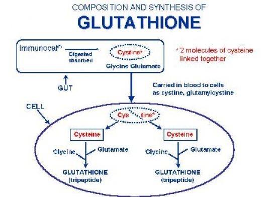 Glutathione-Against-the-Coronavirus3