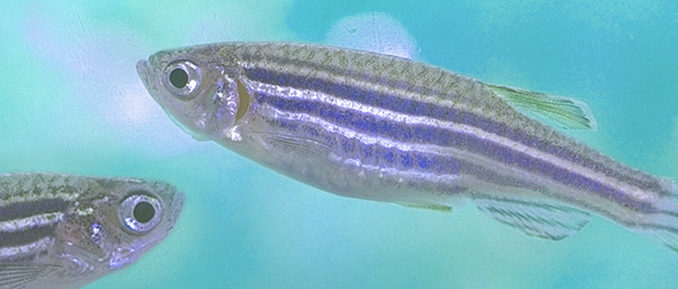 zebrafish-678x289