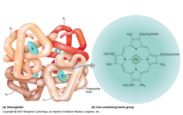 Hemoglobin-Iron-Heme-Group-600