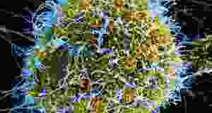 Dismanteling-The-Viral-Theory-1