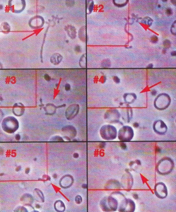 Dismanteling-The-Viral-Theory-2