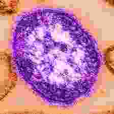 Dismanteling-The-Viral-Theory-3