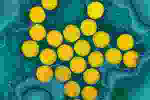 Dismanteling-The-Viral-Theory-7