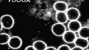 Dismanteling-The-Viral-Theory