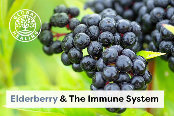 elderberry-and-the-immune-system