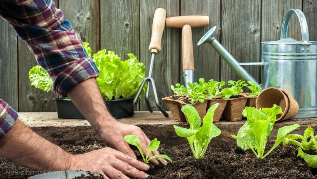 Farmer-Planting-Young-Seedlings-Lettuce-Salad