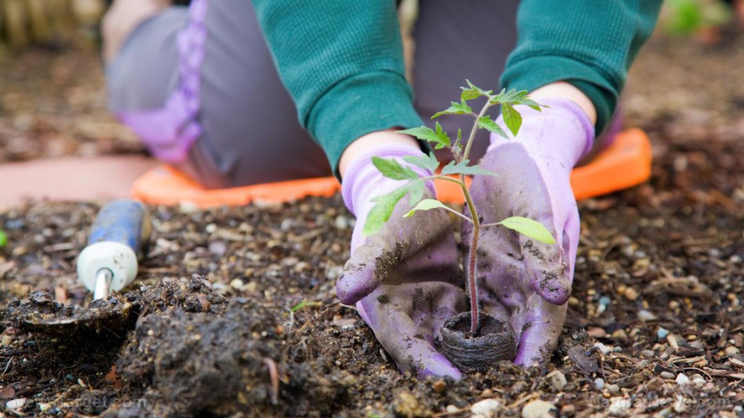 Garden-Spring-Vegetable-Plant-Organic-Work-Person