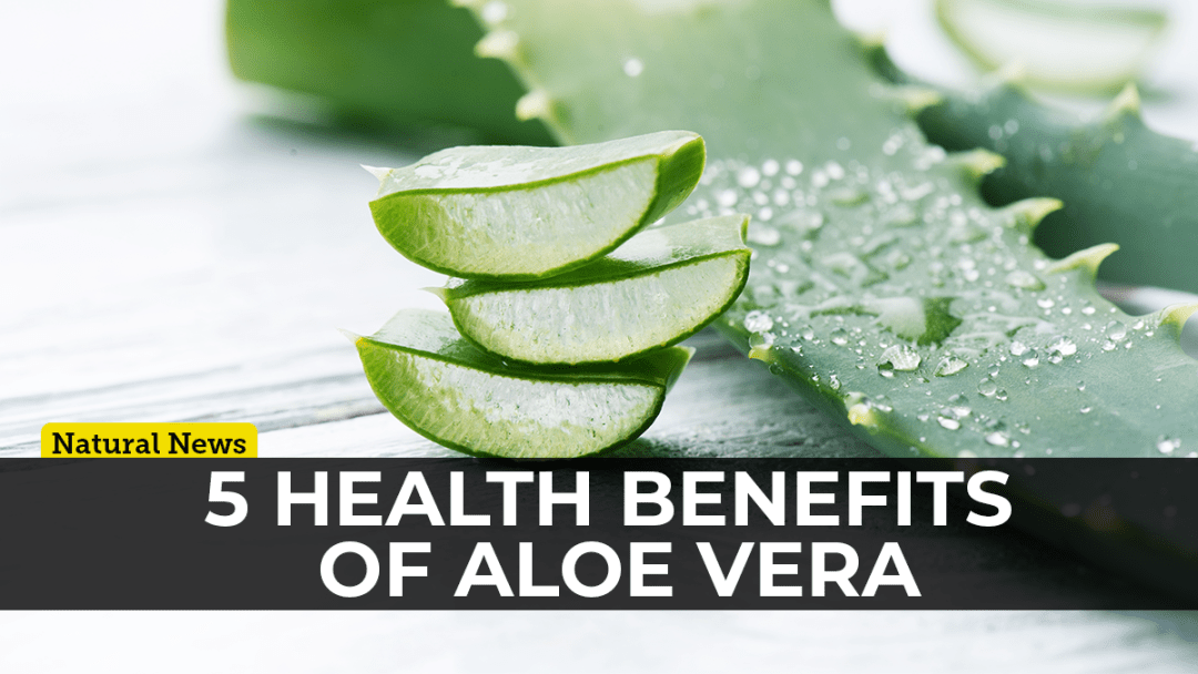 aloe-vera-featured-graphic