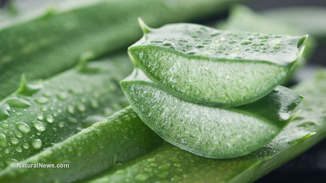 Aloe-Vera-Leaf-Cut-Fillet-Close-Up