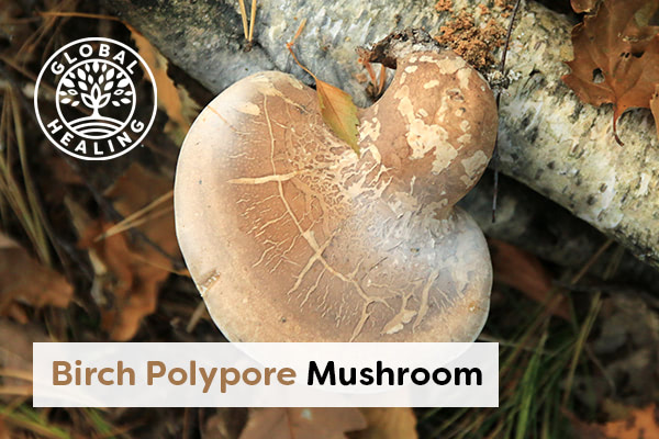birch-polypore-mushroom