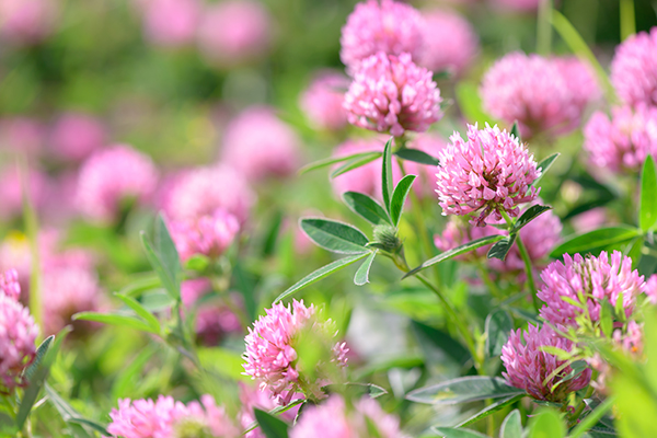 Clover-Flowers-in-the-field