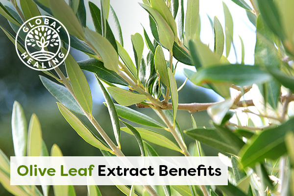 olive-leaf-extract-benefits