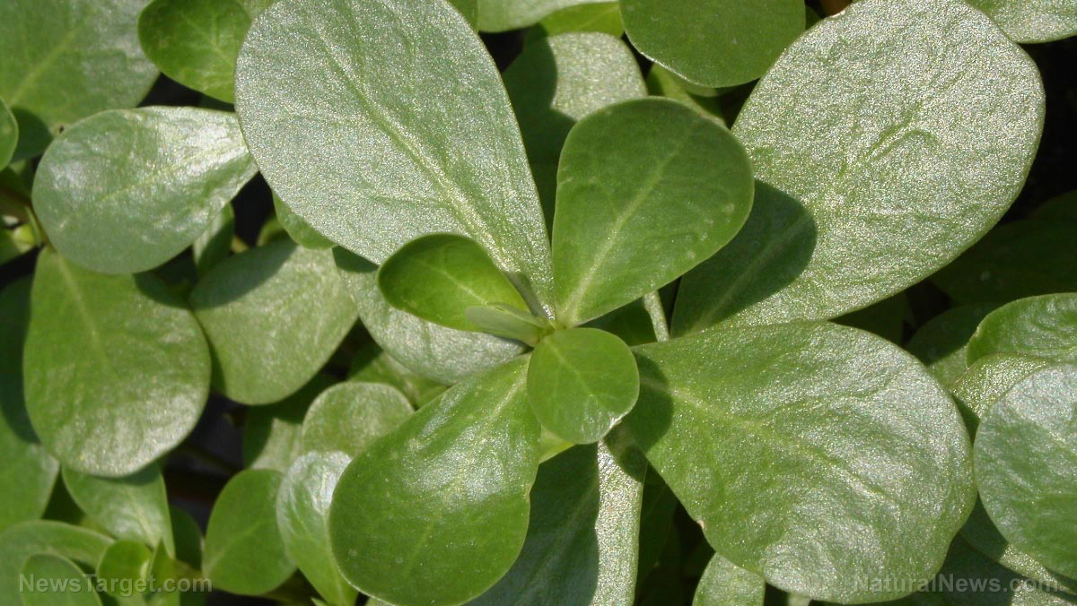 Purslane