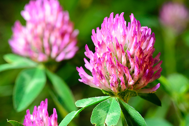 red-clover-3