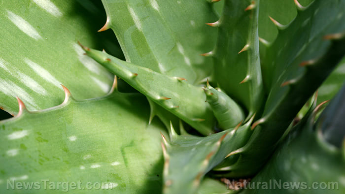 Aloe-Vera-Close-Up