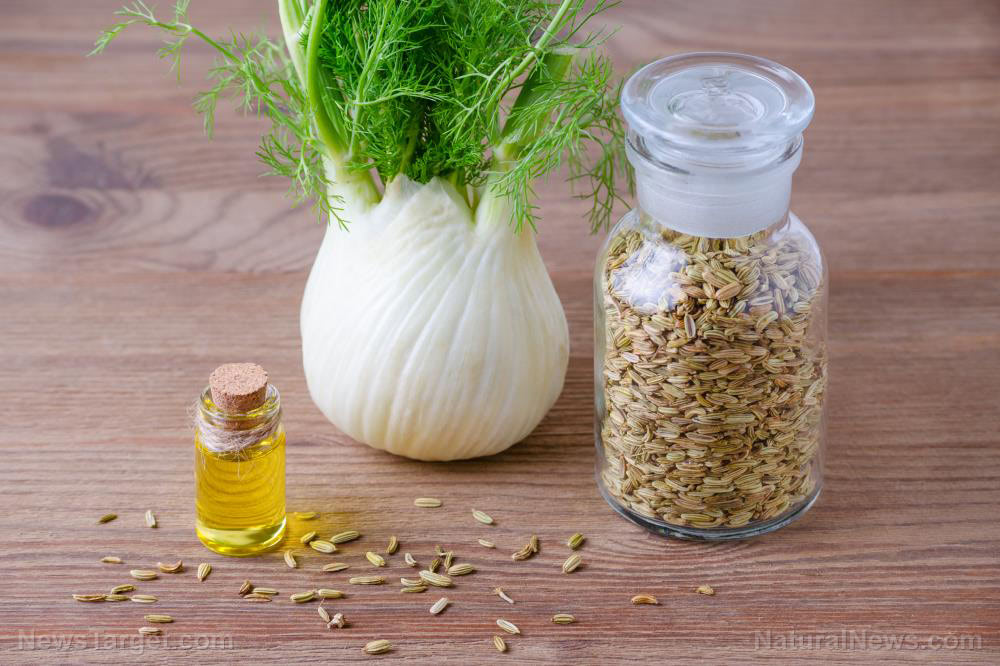 Fennel-Oil-Seeds-Abdomen-Alternative-Antiseptic-Antispasmodic