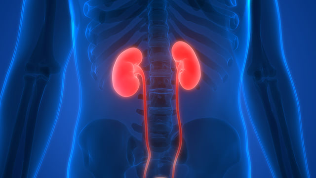 kidney-1