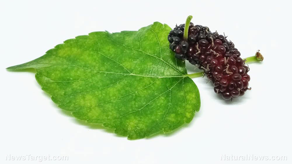 Leaf-Mulberry-Background-Berry-Black-Closeup-Delicious
