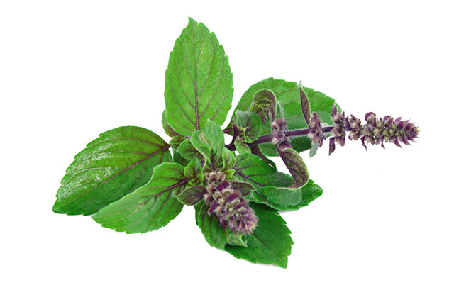 Leaves-and-flower-of-Ocimum-sanctum-holy-basil-or-tulasi-or-tulsi-on-white-background-ocimum-sanctum-in-Thai-name-is-Kaphrao