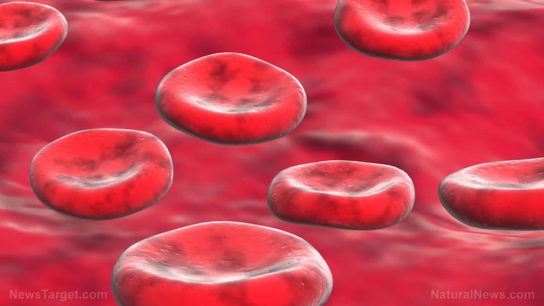 Red-Blood-Cells-Medical-Concept-Render