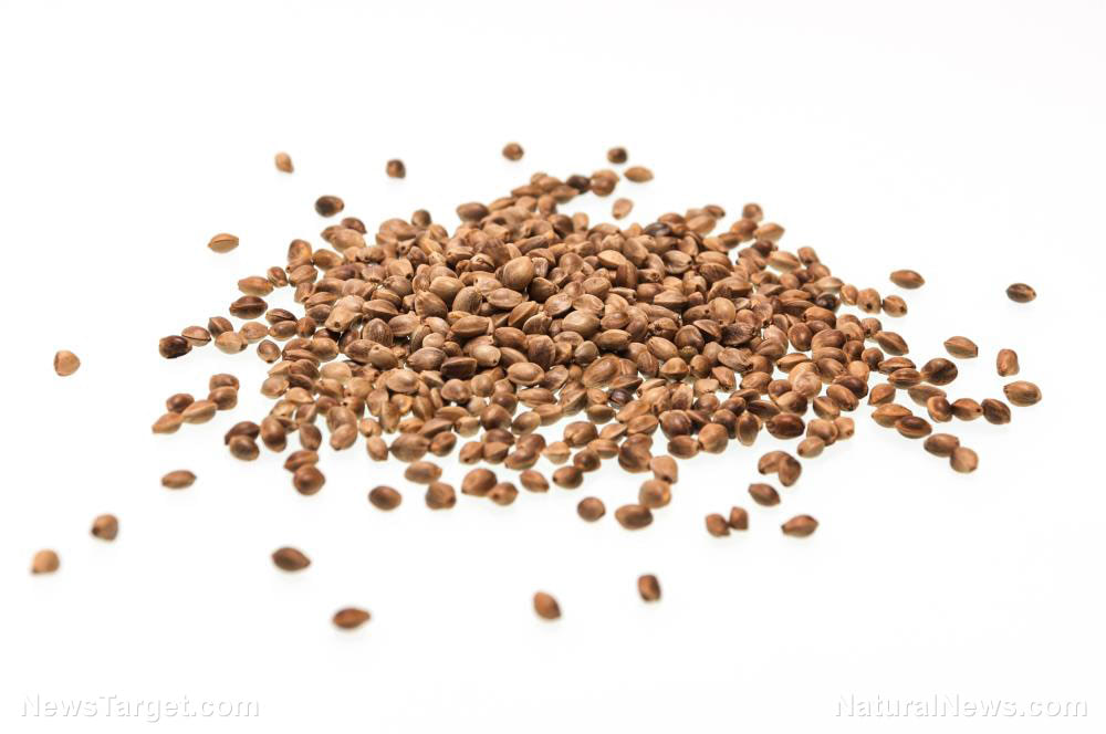 Seed-Hemp-Marihuana-Sativa-Agriculture-Backdrop-Background