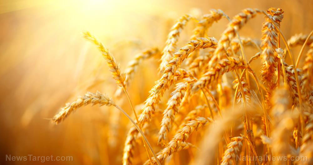 Wheat-Field-Agriculture-Background-Grain-Crop-Landscape
