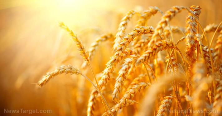 Effective immediately, no more grain will be exported from Hungary… world headed into global famine scenario