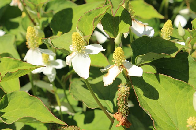 White-Chameleon-Plant-flower-Its-Latin-name-is-Houttuynia-Cordata-native-to-China-Japan-and-Himalaya