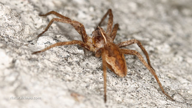 Brown-Recluse-Spider