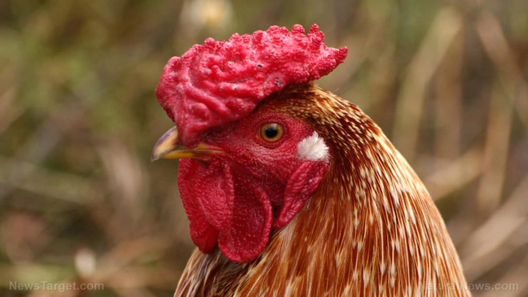 Chicken-Head-Face-Close-up