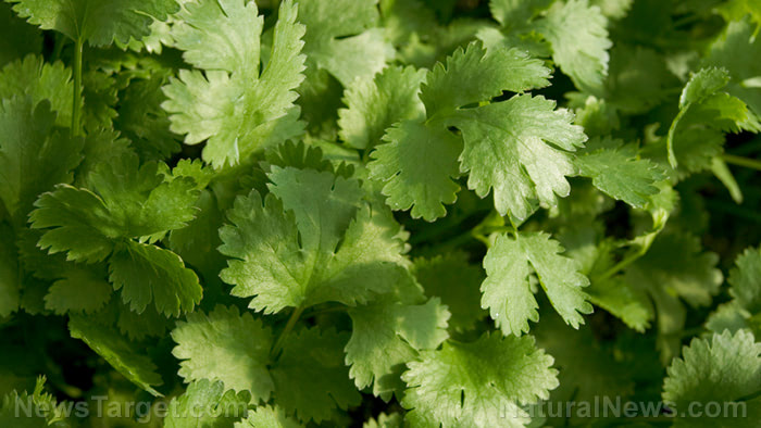 Cilantro-Close-Up