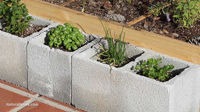 Cinder-Block-Urban-Garden-Herbs