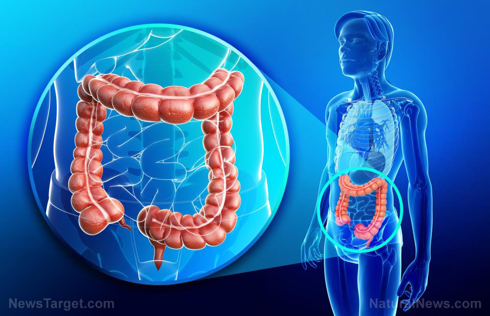 Colon-Large-Human-Anatomy-Healthy-Rectum-Sigmoid