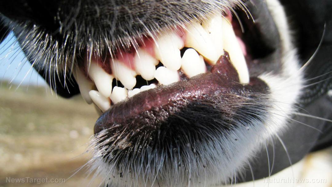 Dog-Bite-Teeth-Close-Up-Pet